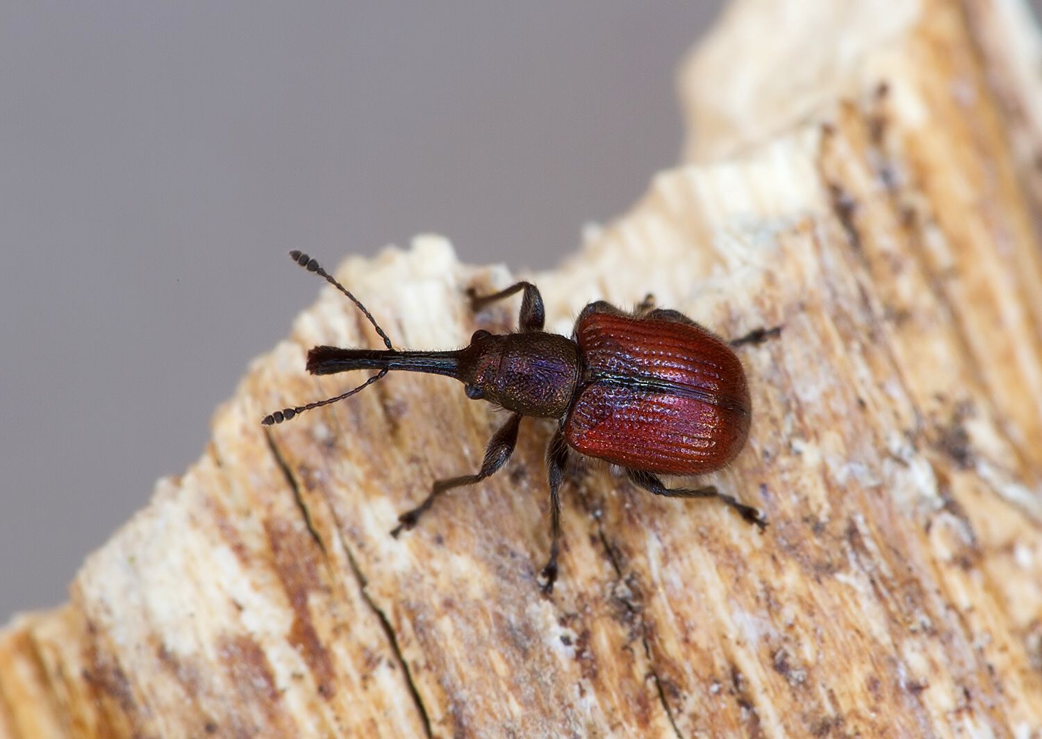Tatianaerhynchites aequatus