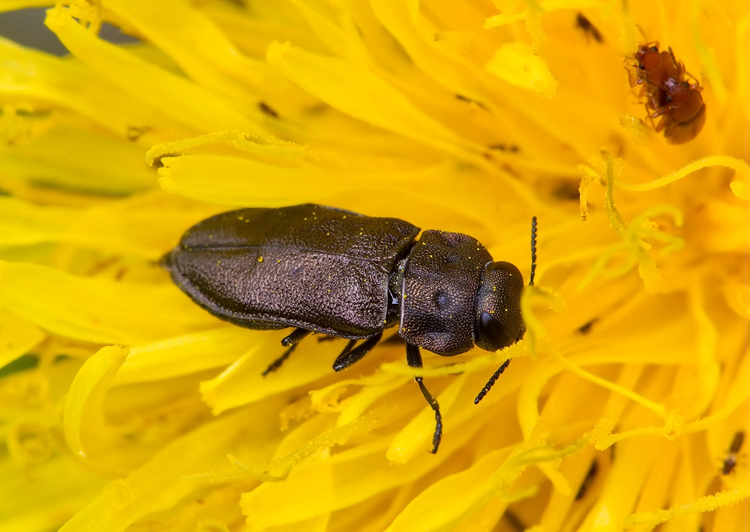 Anthaxia quadripunctata