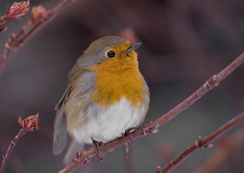 Erithacus rubecula (červienka obyčajná)