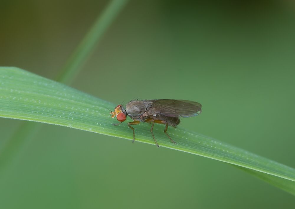 Diastata fuscula