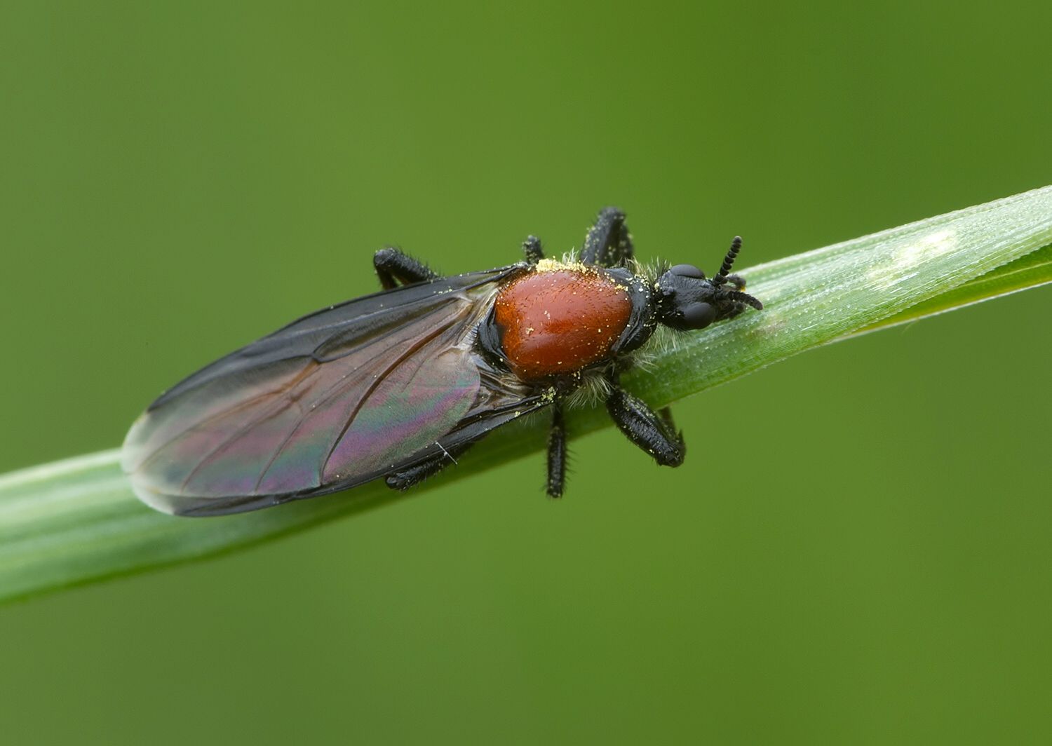 Bibio horrtulanus