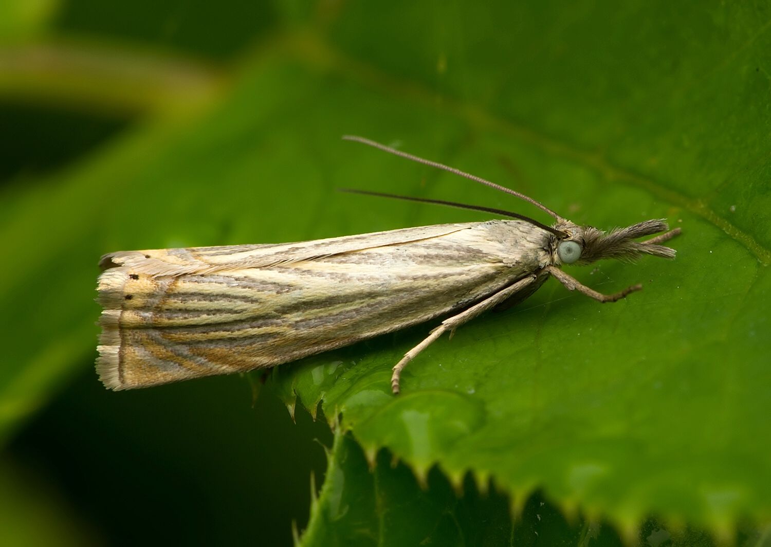 Chrysoteuchia culmella