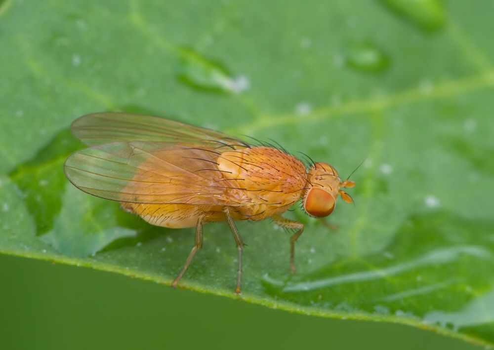Sapromyzosoma quadricincta cf.