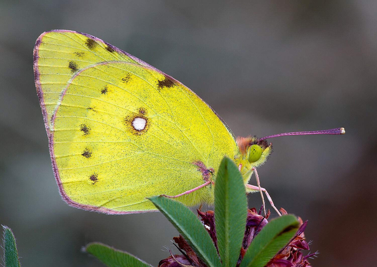 Colias alfacariensis