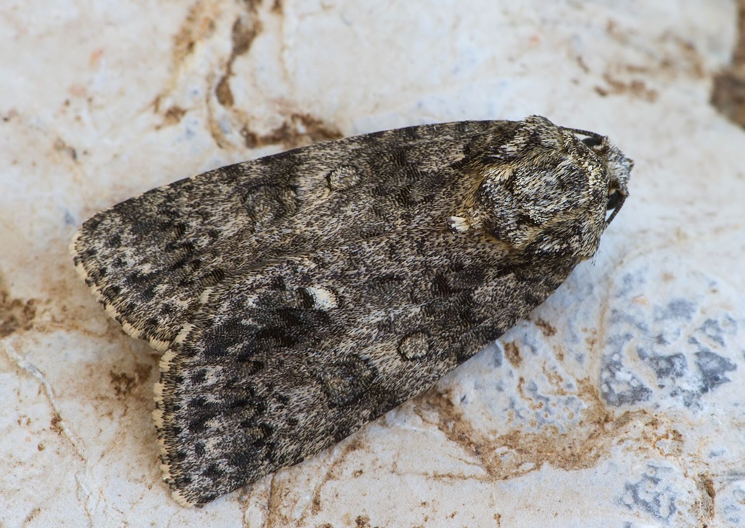 Acronicta rumicis