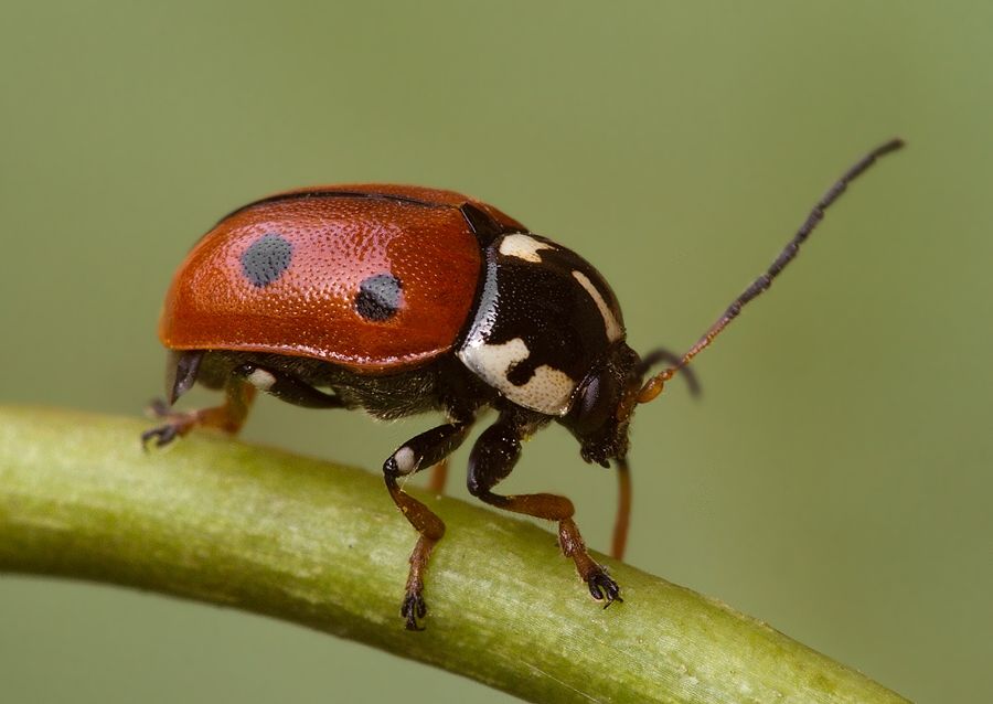 Cryptocephalus cordiger