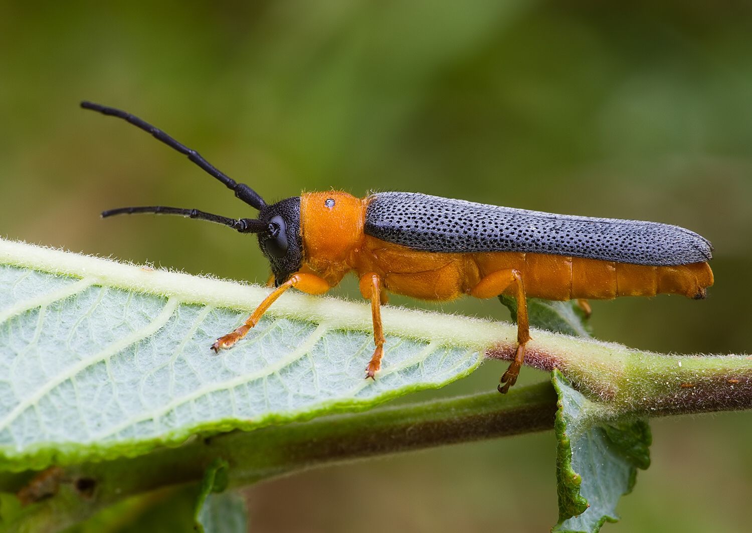 Oberea oculata