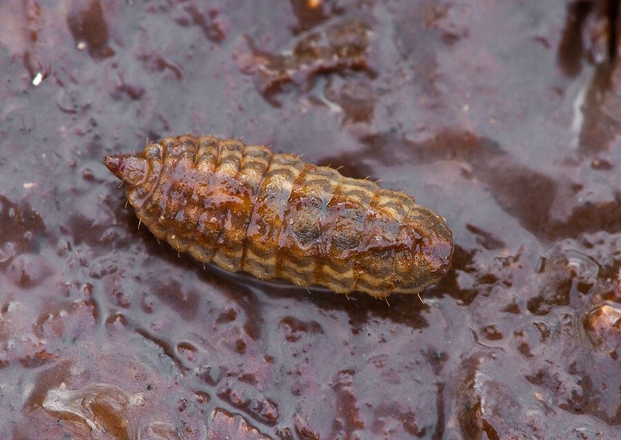 Stratiomys sp.