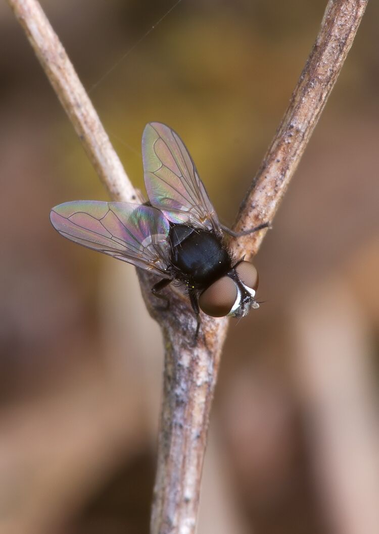 Phasia pusilla