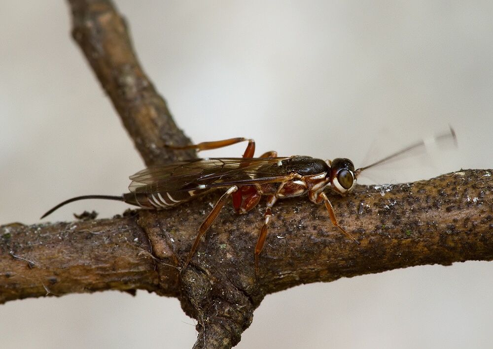 Xorides praecatorius
