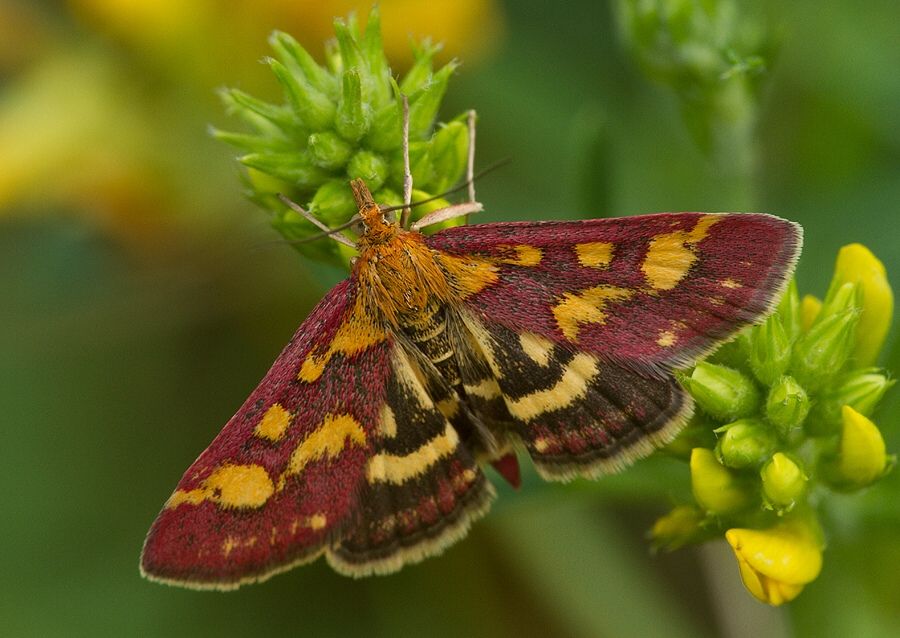 Pyrausta purpuralis