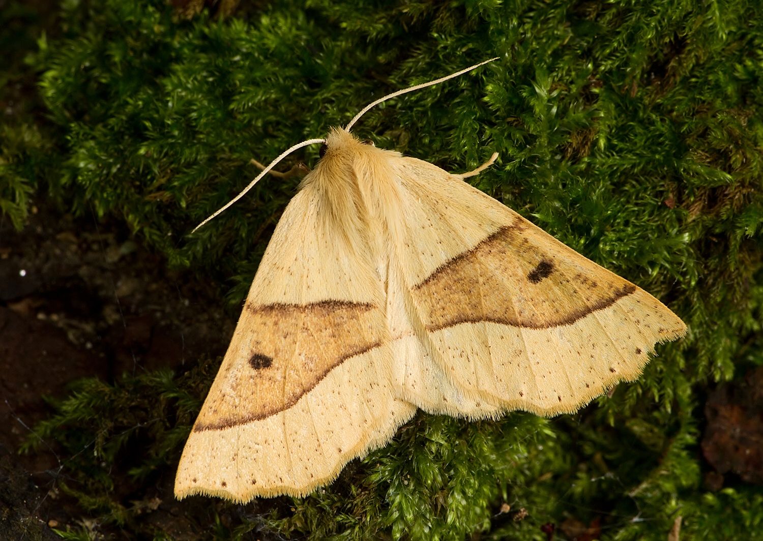 Crocallis elinguaria