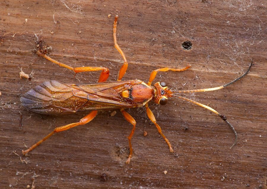 Lymantrichneumon disparis