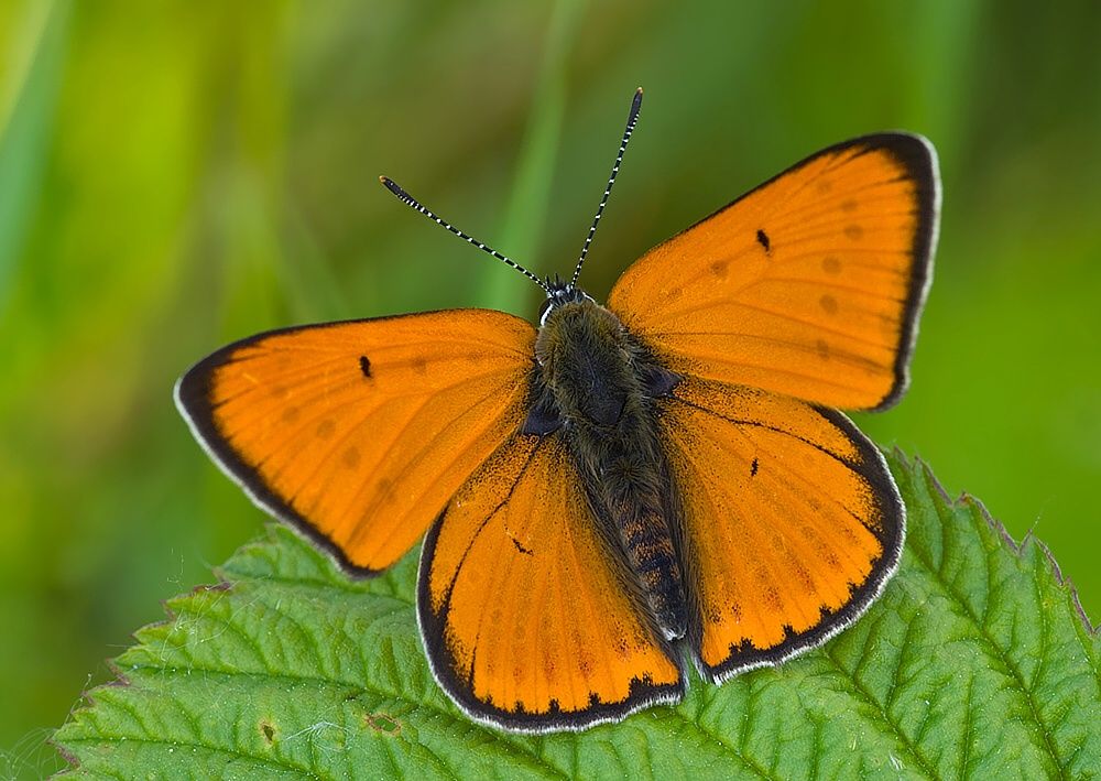 Lycaena dispar