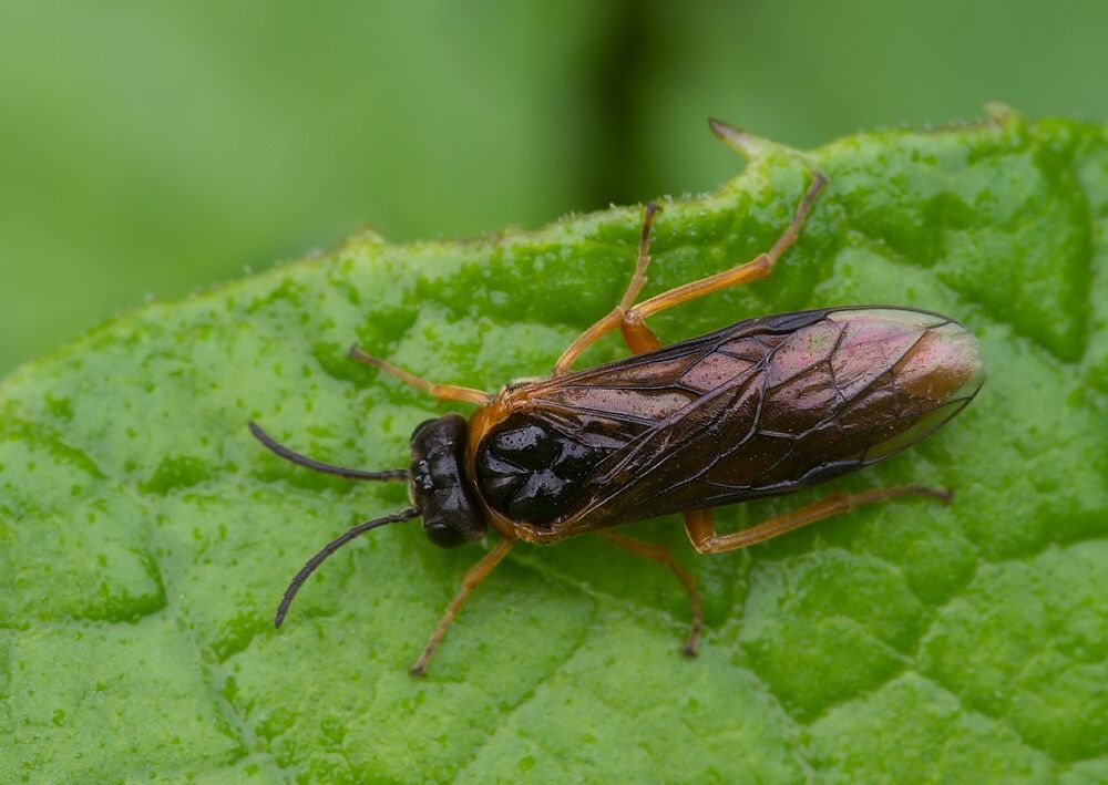 Selandria serva