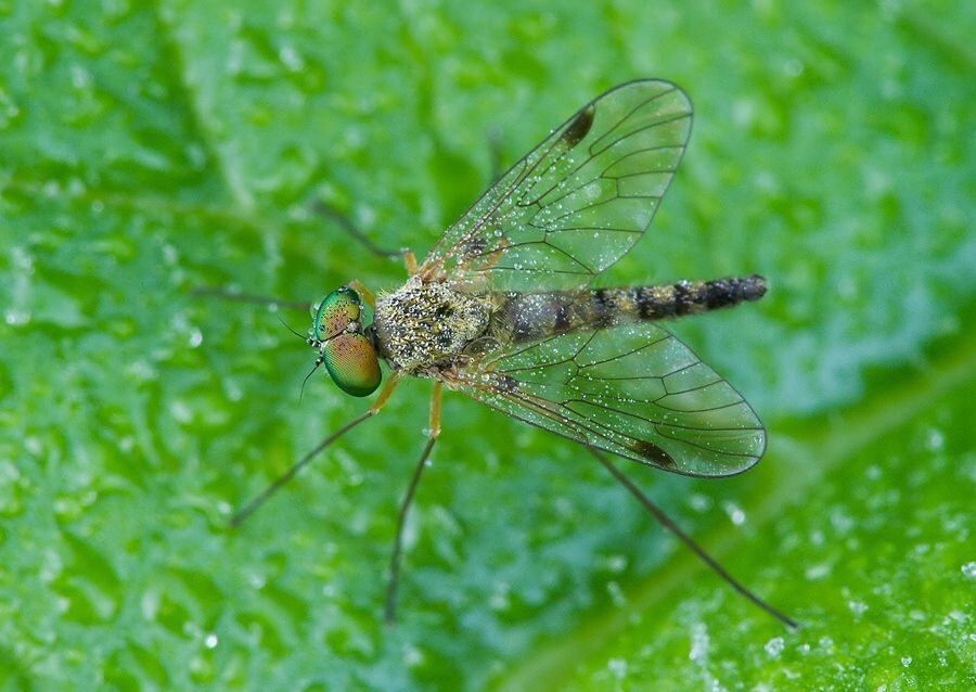 Chrysopilus splendidus