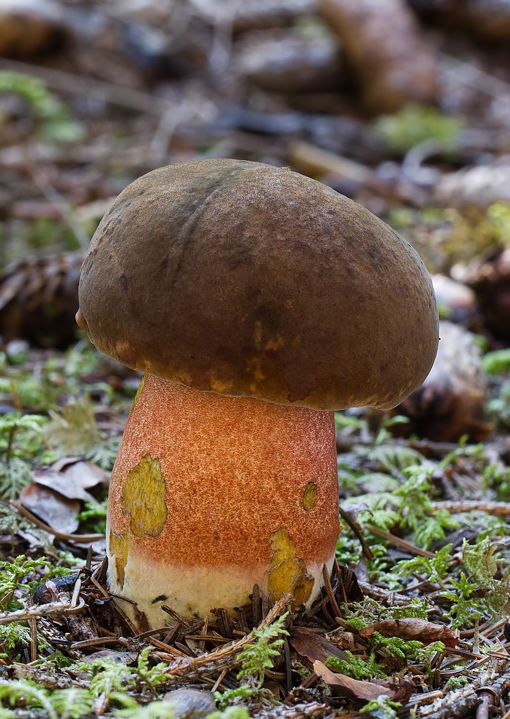 Neoboletus luridiformis