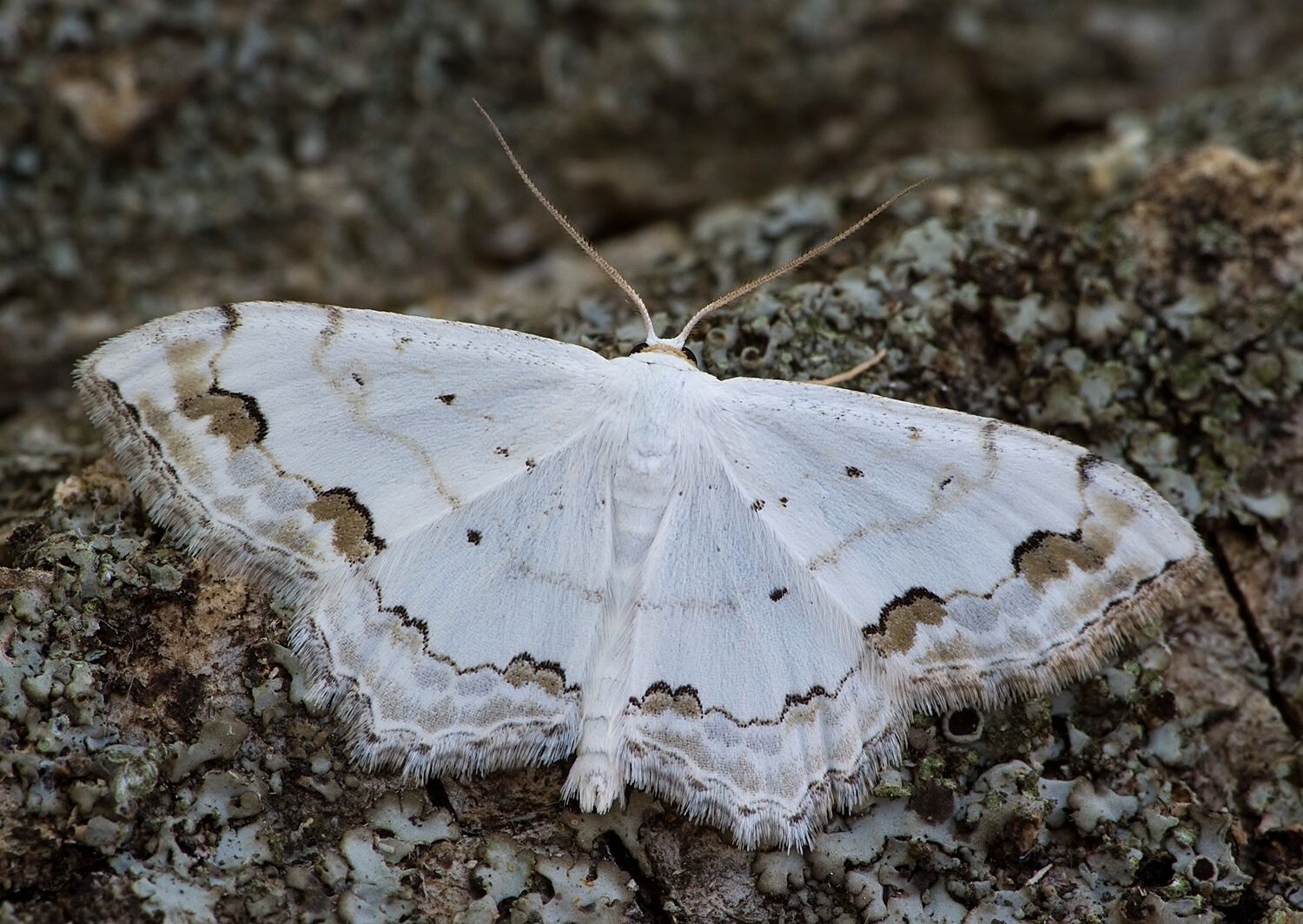 Scopula ornata