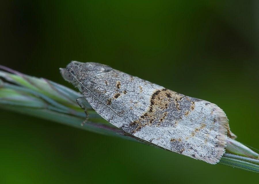 Syndemis musculana