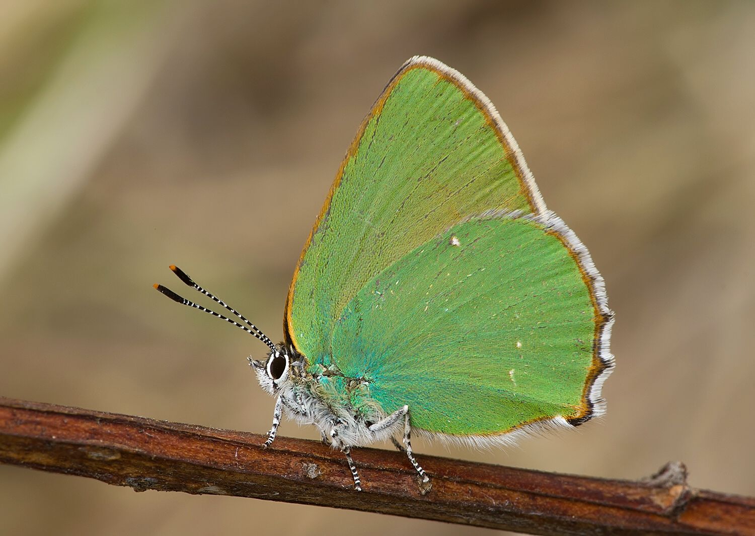 Callophrys rubi