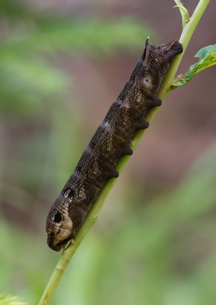 Deilephila elpenor