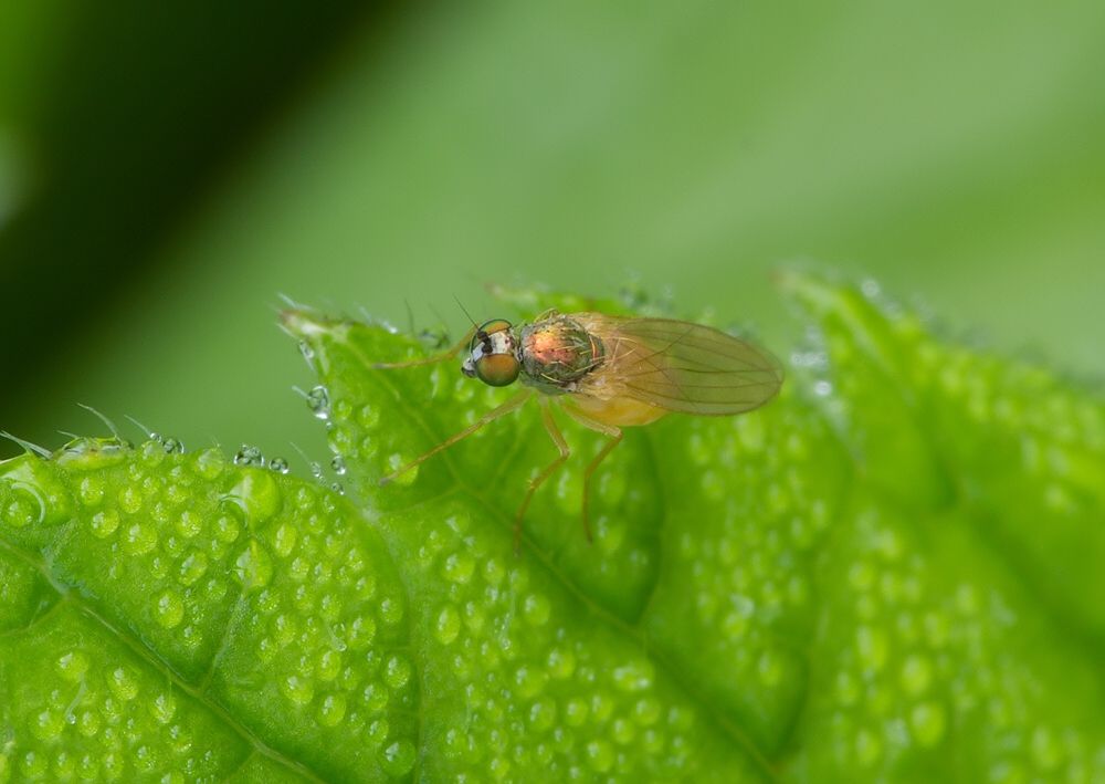 Chrysotimus molliculus