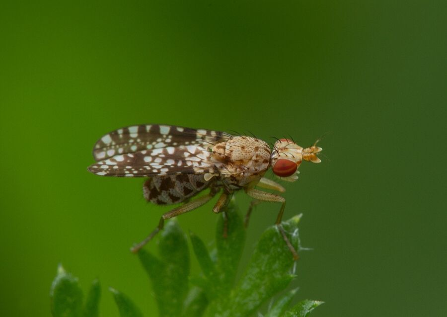 Trypetoptera punctulata