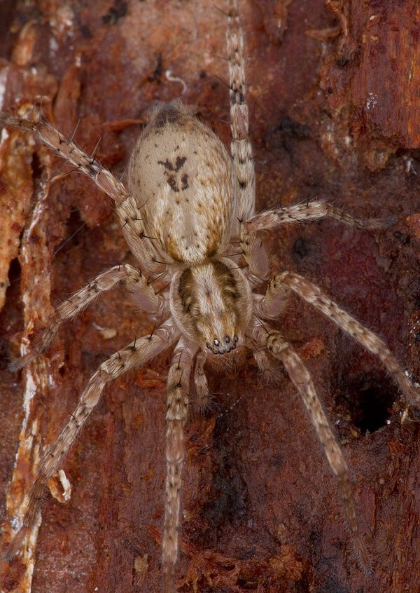 Anyphaena accentuata