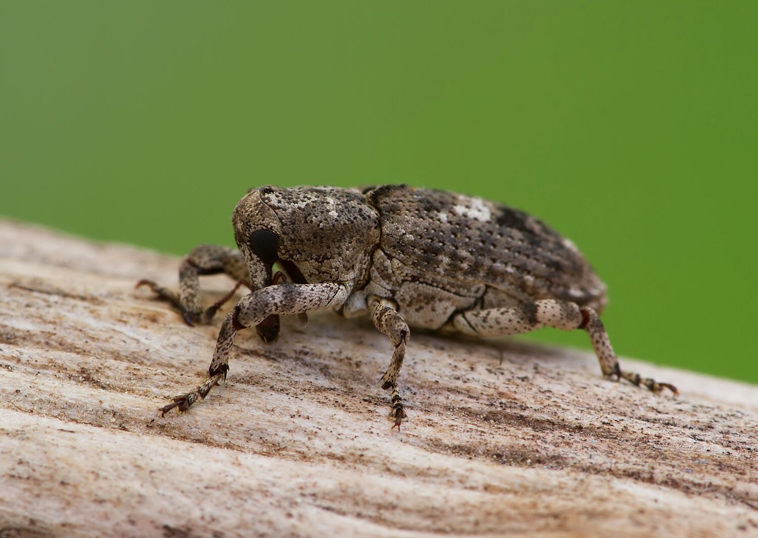 Gasterocercus depressirostris
