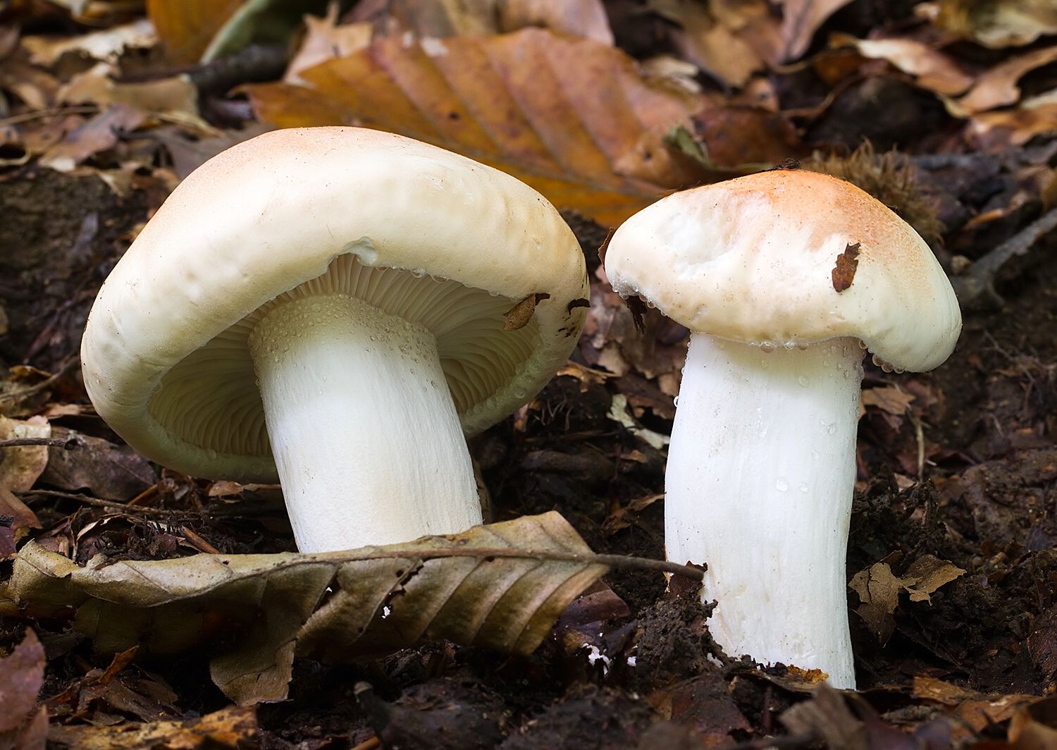 Hygrophorus pudorinus