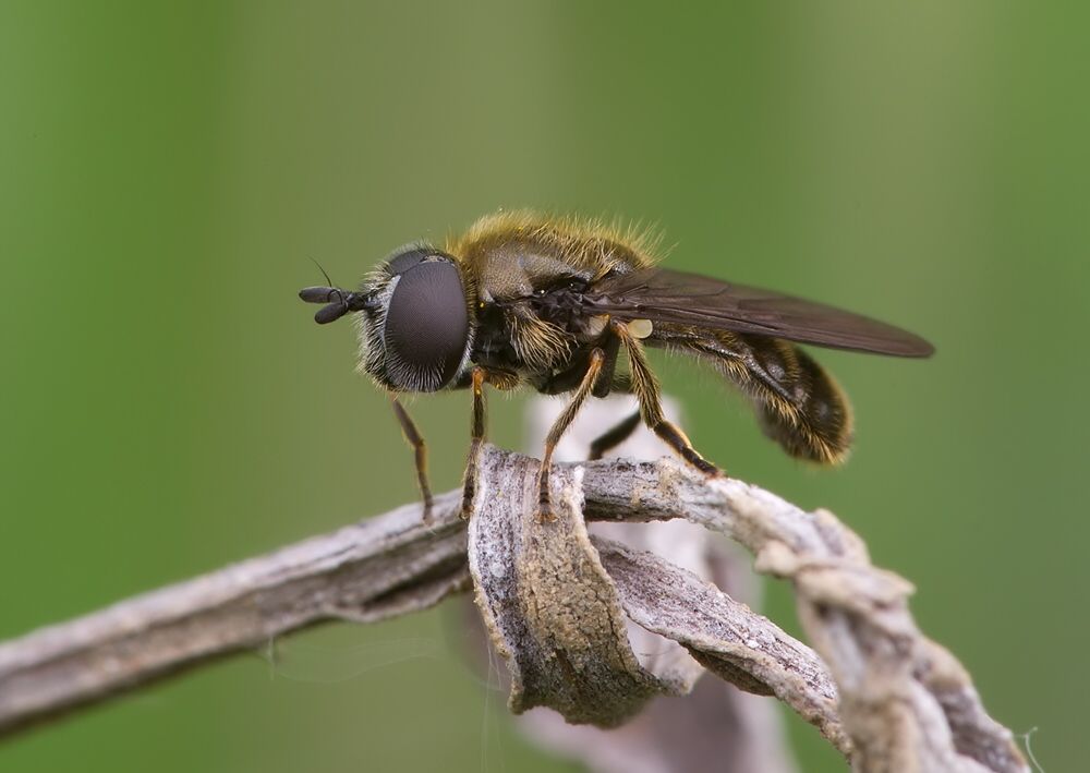 Pipizella viduata