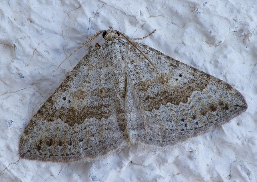 Scotopteryx bipunctaria