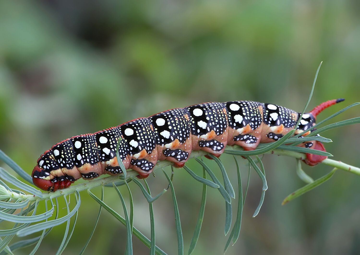 Hyles euphorbiae