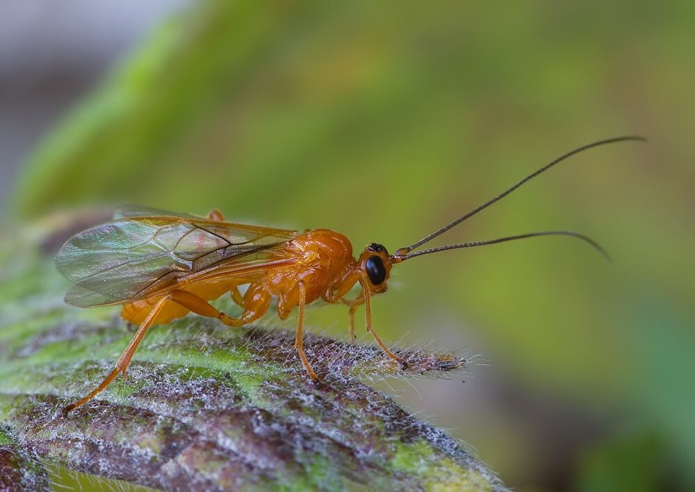 Aleiodes sp.