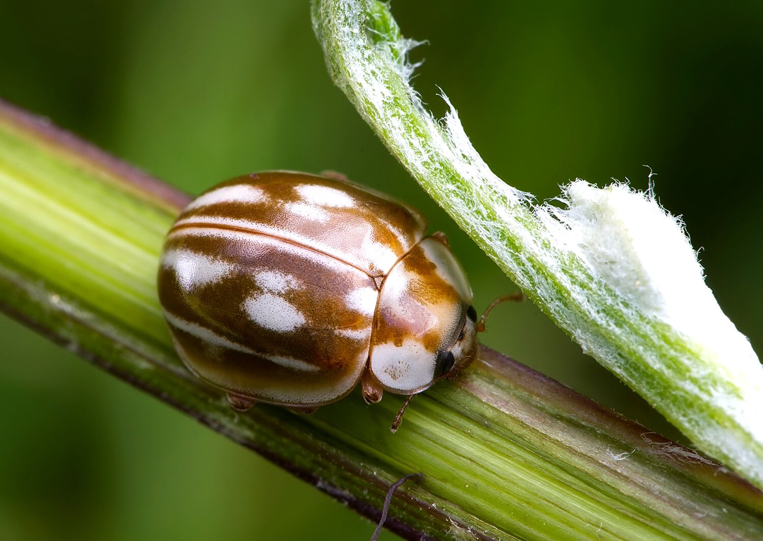 Myzia oblongoguttata