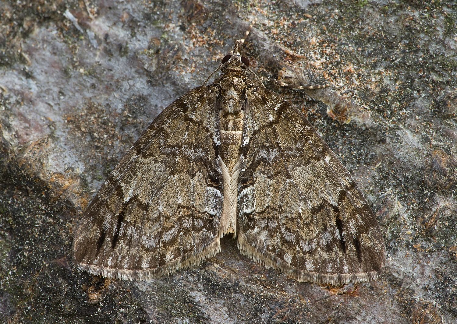 Hydriomena impluviata
