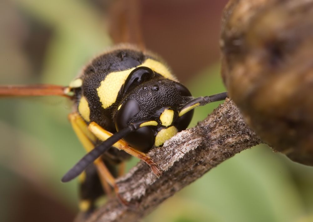 Eumenes pomiformis