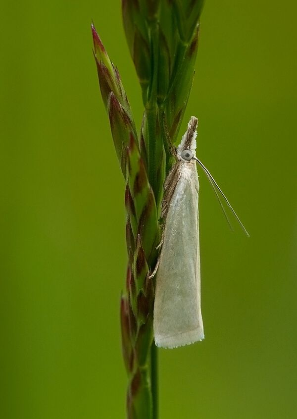 Crambus perlella