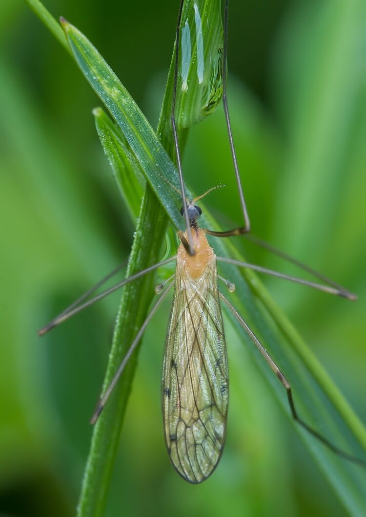 Limonia nigropunctata