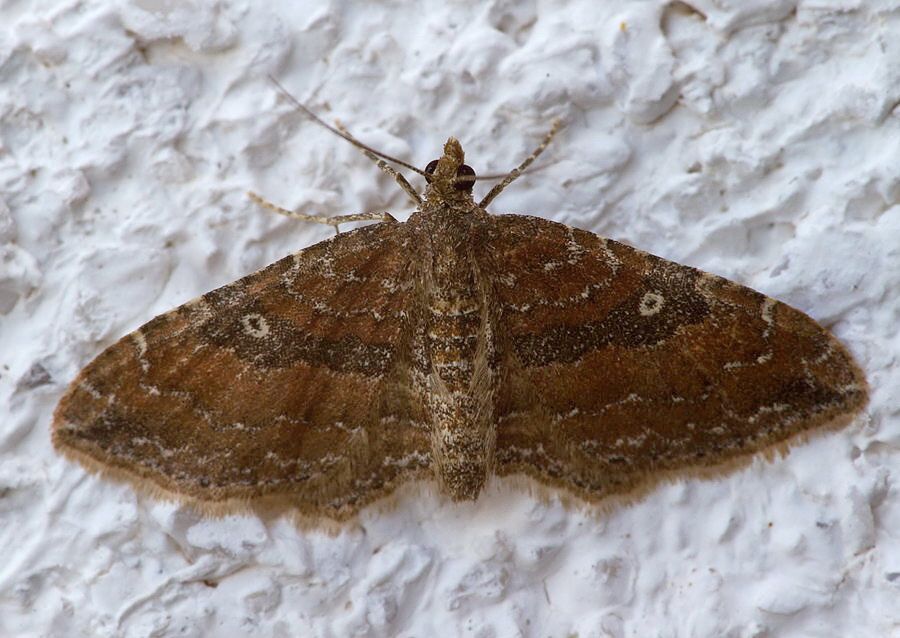 Nycterosea obstipata