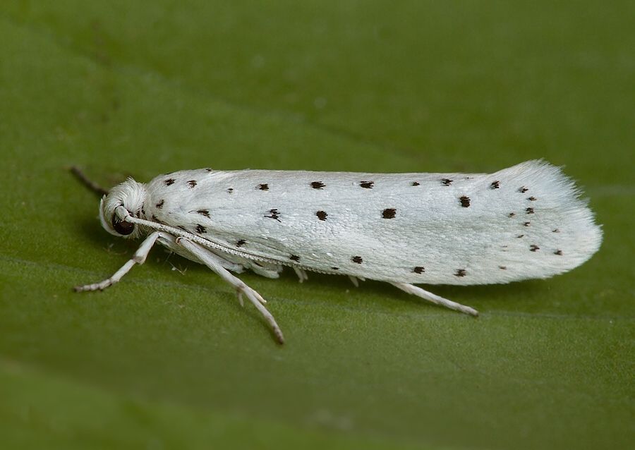Yponomeuta malinellus