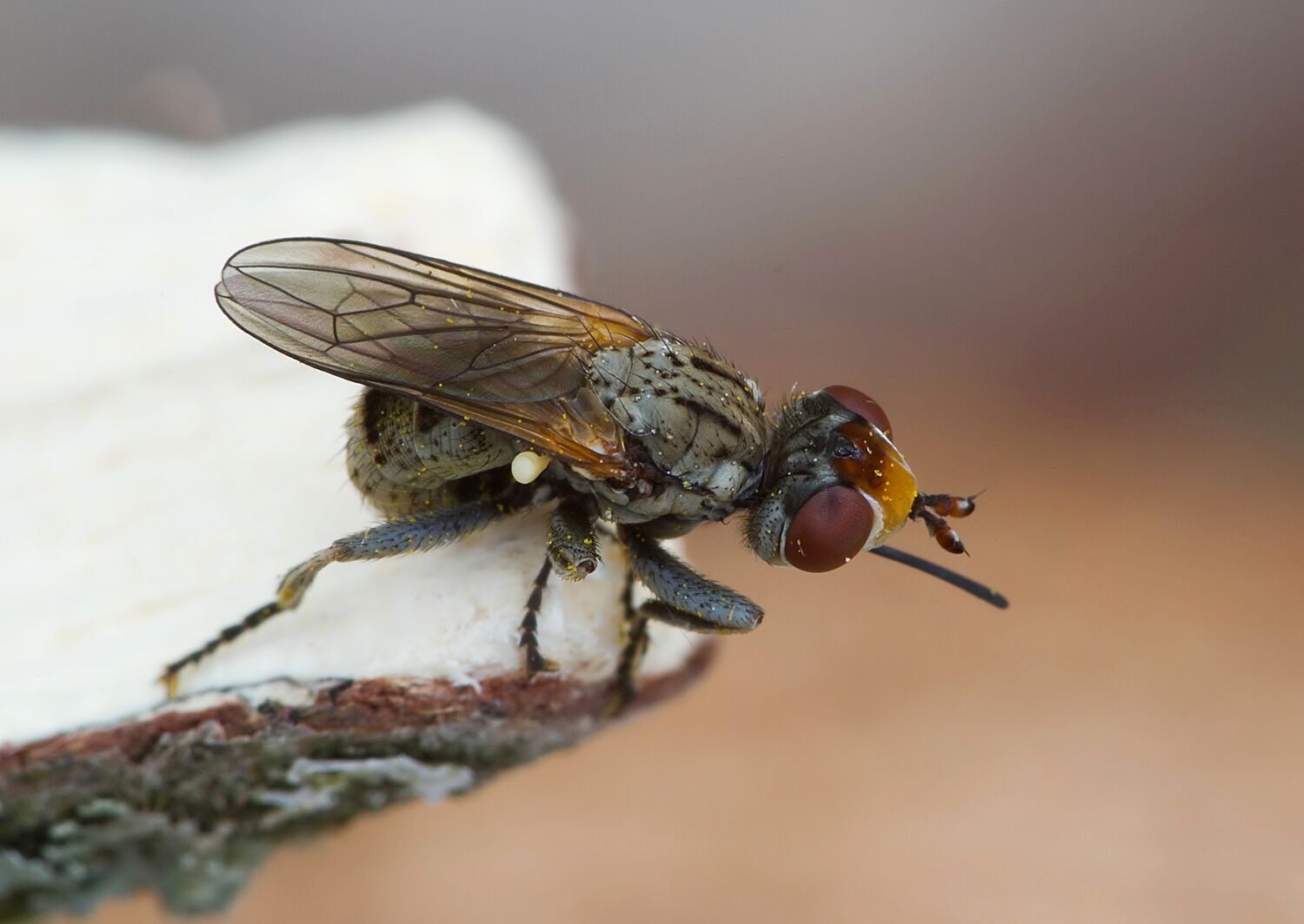 Zodion cinereum