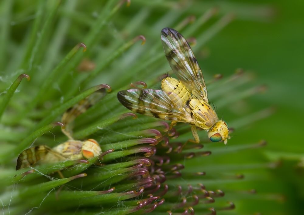 Terellia tussilaginis