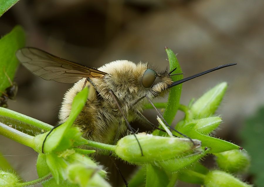 Bombylius canescens