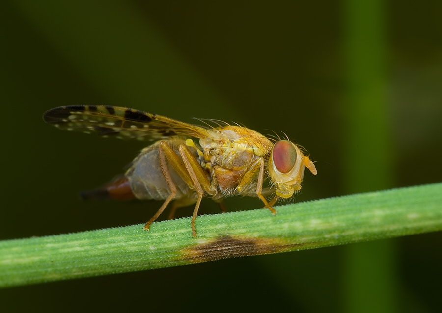 Xyphosia miliaria