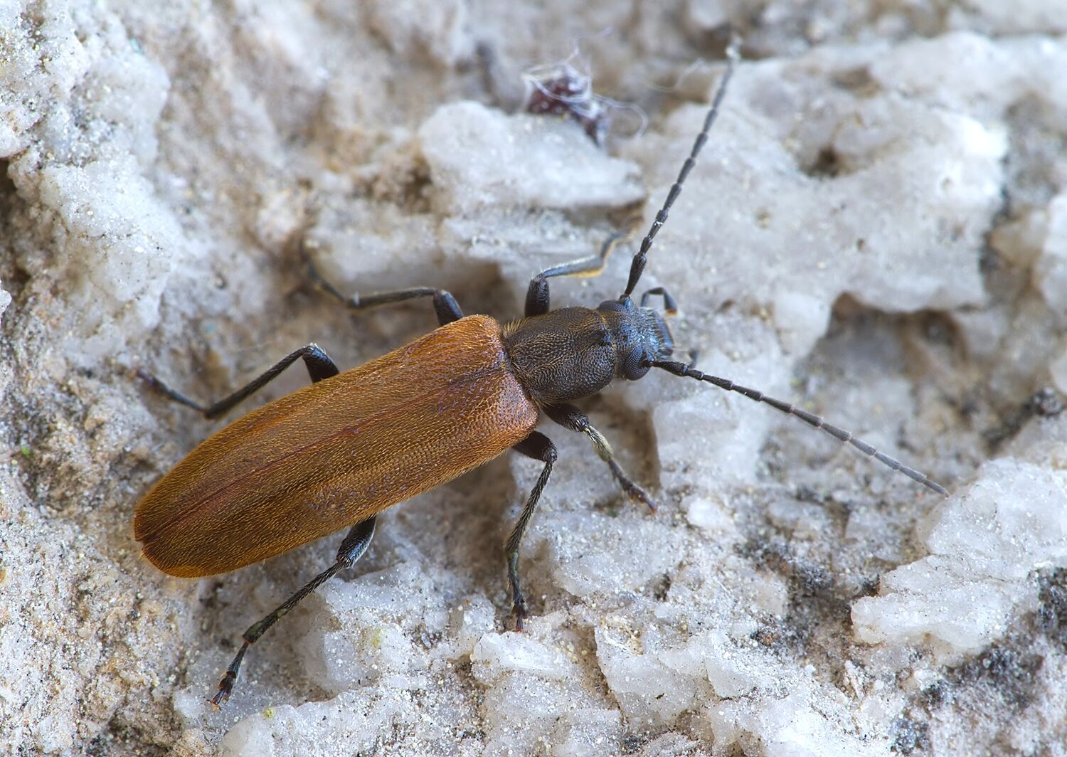 Sparedrus testaceus