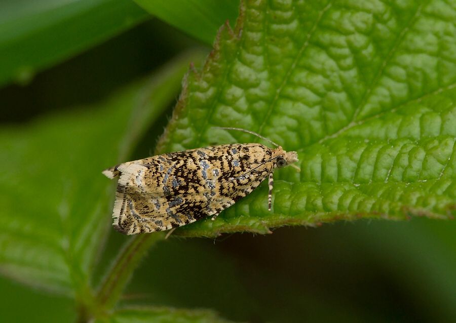 Celypha lacunana