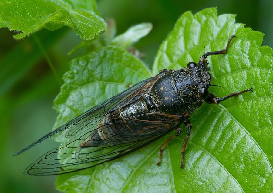 Cicadetta montana