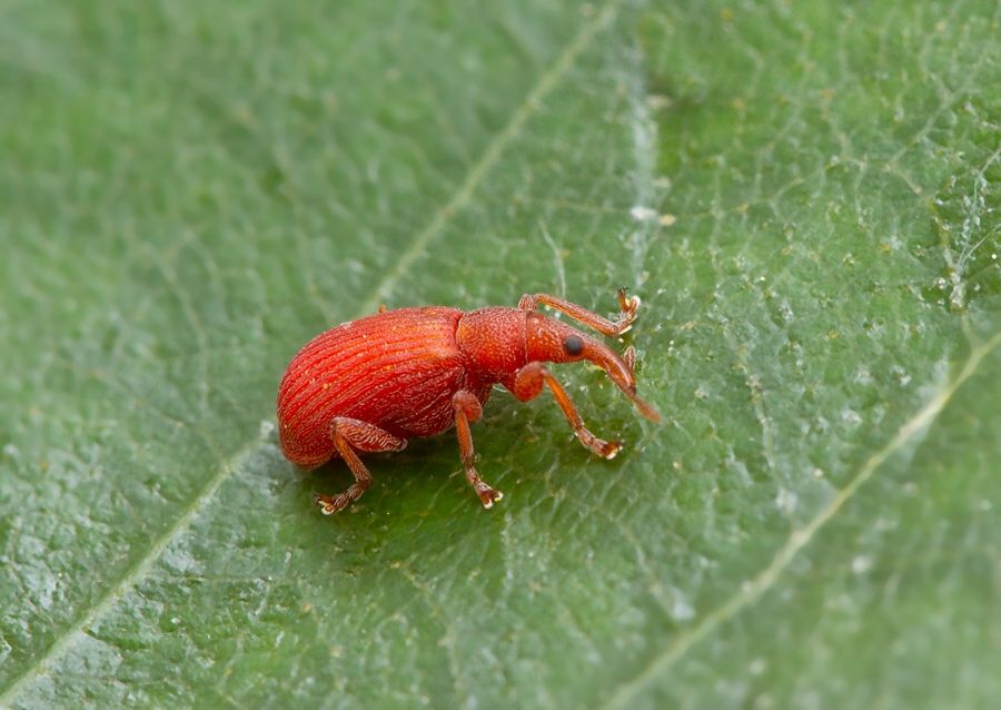 Apion frumentarium