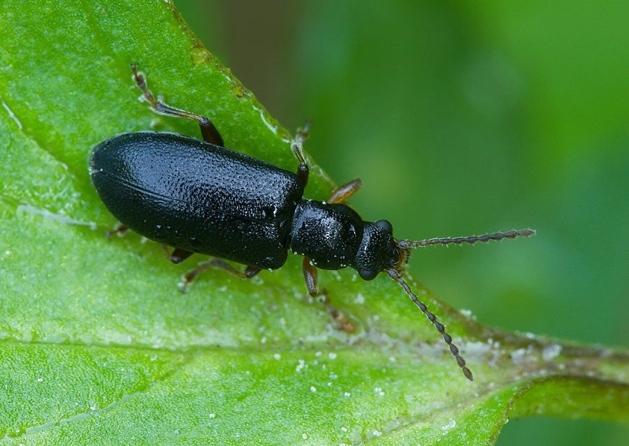 Orsodacne cerasi